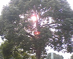 木々の間から漏れる太陽の光