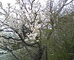 満開の桜