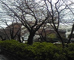 20080324e.jpg