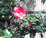 20080324j.jpg