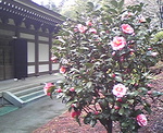 20080324q.jpg