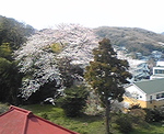 桜の木