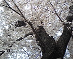 満開の桜