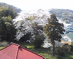 舞い散る桜の花びら