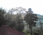 だんだん花が散ってきた桜の木