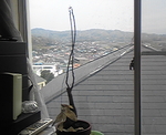 芽が出てきた！？
