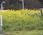 菜の花畑