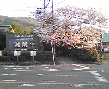 湘南平の桜