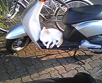 バイクのステップで昼寝をしている猫