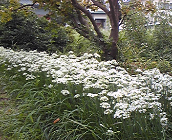 ニラの花