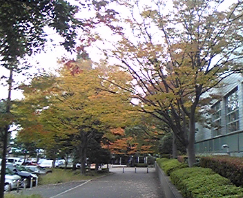 平塚総合公園の紅葉