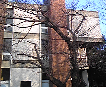 大きな桜の木
