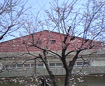 五分咲きの桜