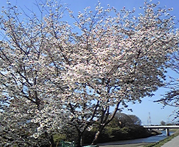 満開の桜