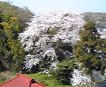 満開の桜