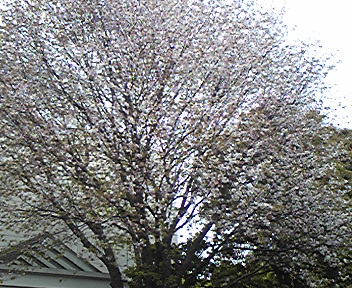 雨に濡れた桜の花