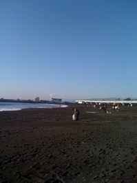 大磯の海岸清掃