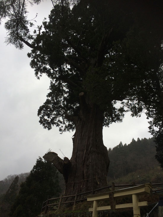 中川のほうきスギ