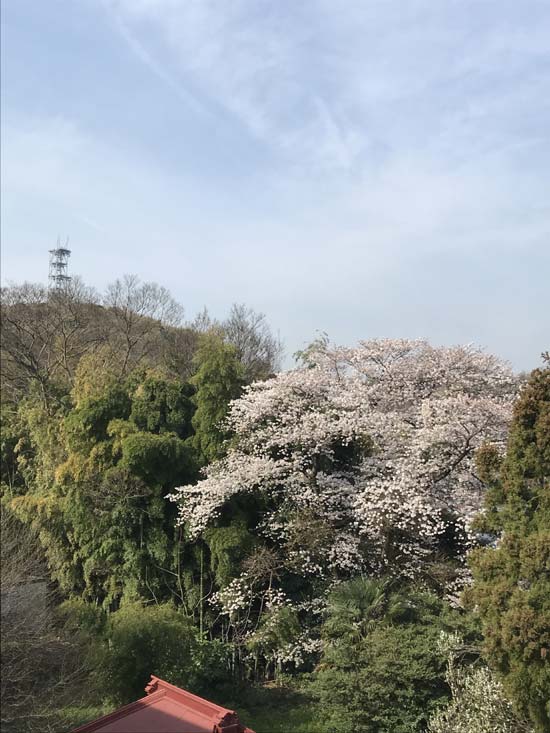 我家の下の大きな桜の木が満開です