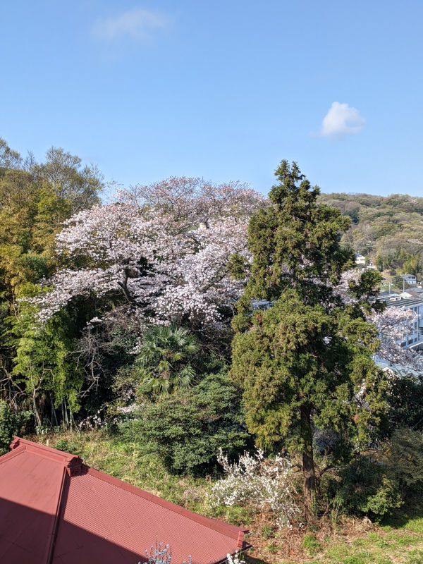 桜の木