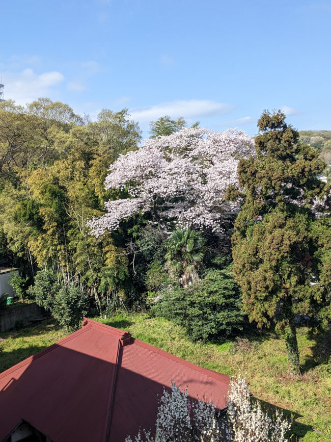 桜満開！