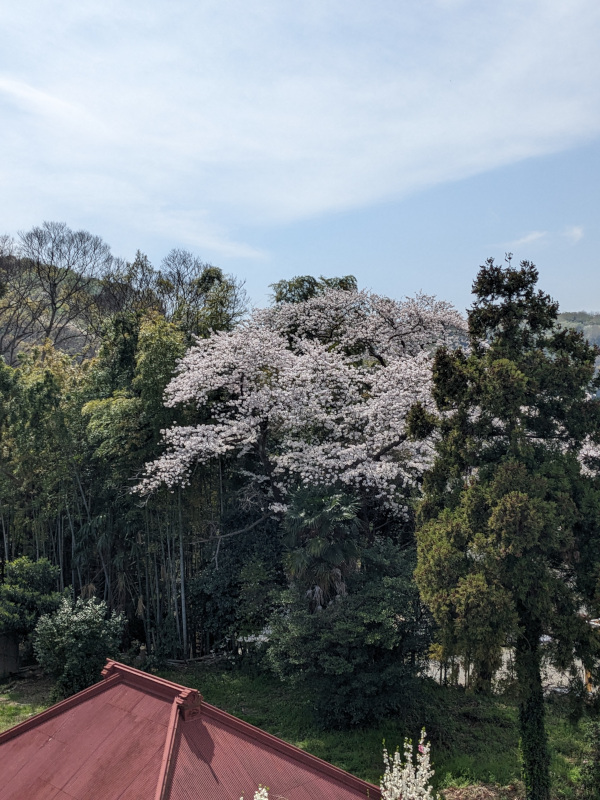 桜満開