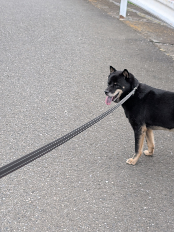北海道犬のペットシッター Hokkaido dog pet sitter