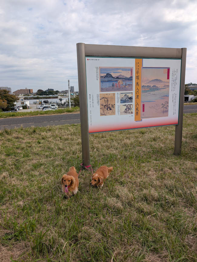 This dog walks enthusiastically even though she is blind