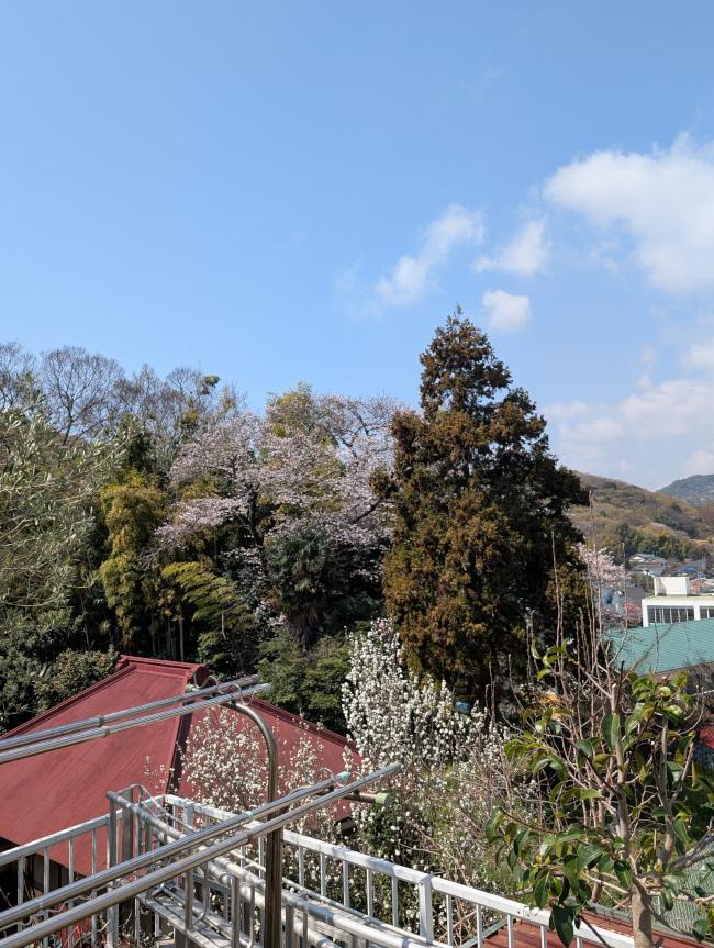 我が家の前の大きな桜 The large cherry tree in front of my house