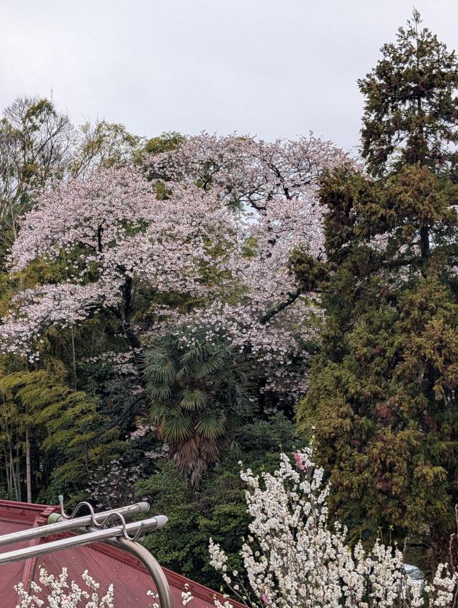 家の前の大きな桜の木がほぼ満開です！ The large cherry tree in front of my house is almost in full bloom!