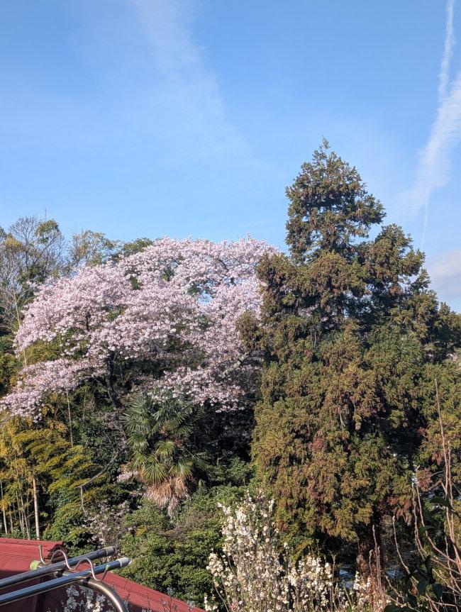 今年初めてウグイスの鳴き声を聞きました。
