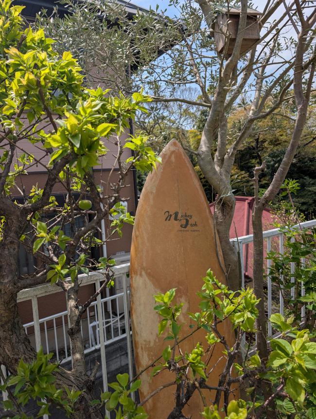 おばあちゃんの梅の木に実がいっぱい！