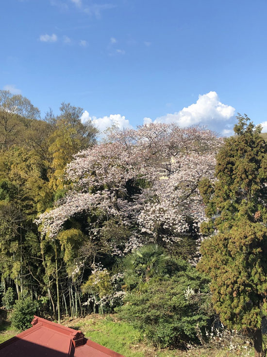 満開の桜