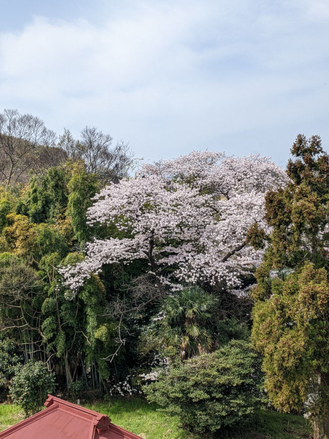 仕事部屋の下の大きな桜の木が満開